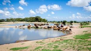 A large outdoor area with a pond, surrounded by green grass and trees. - Maji Moto Maasai Cultural Camp (Maji Moto)
