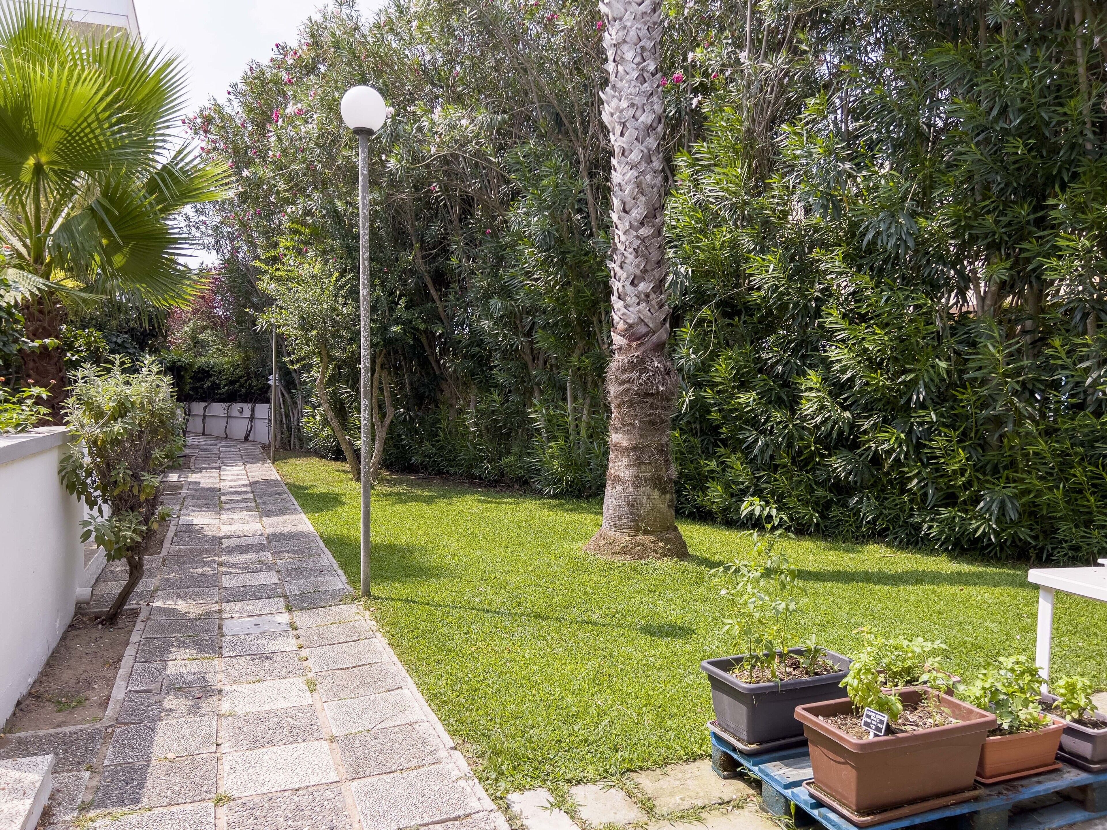 A paved pathway leading through a lush garden with various plants and a palm tree.