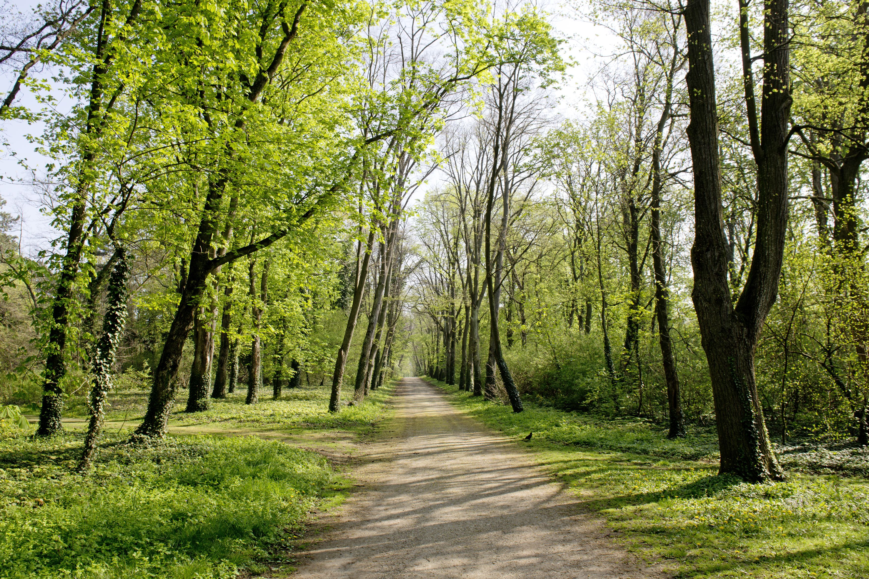 Taman