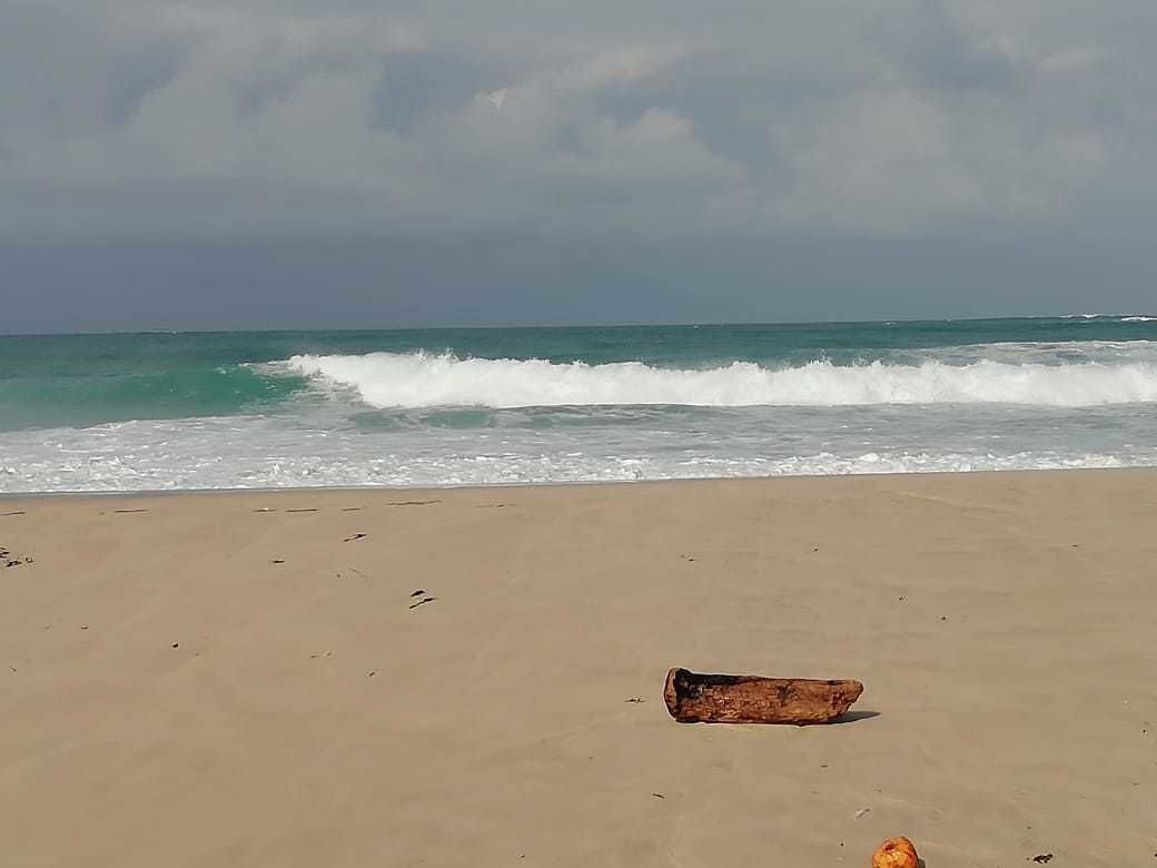 Uma praia arenosa com um tronco de madeira e um coco na areia.