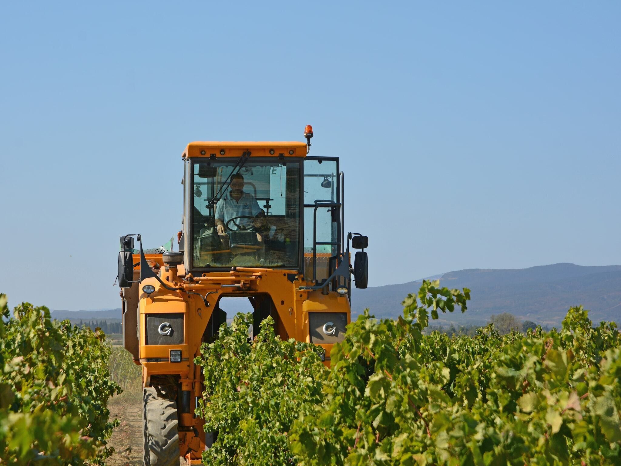 Un grand tracteur jaune dans un vignoble.