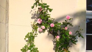 Una planta de rosales trepadores con flores rosas frente a una pared de color claro.