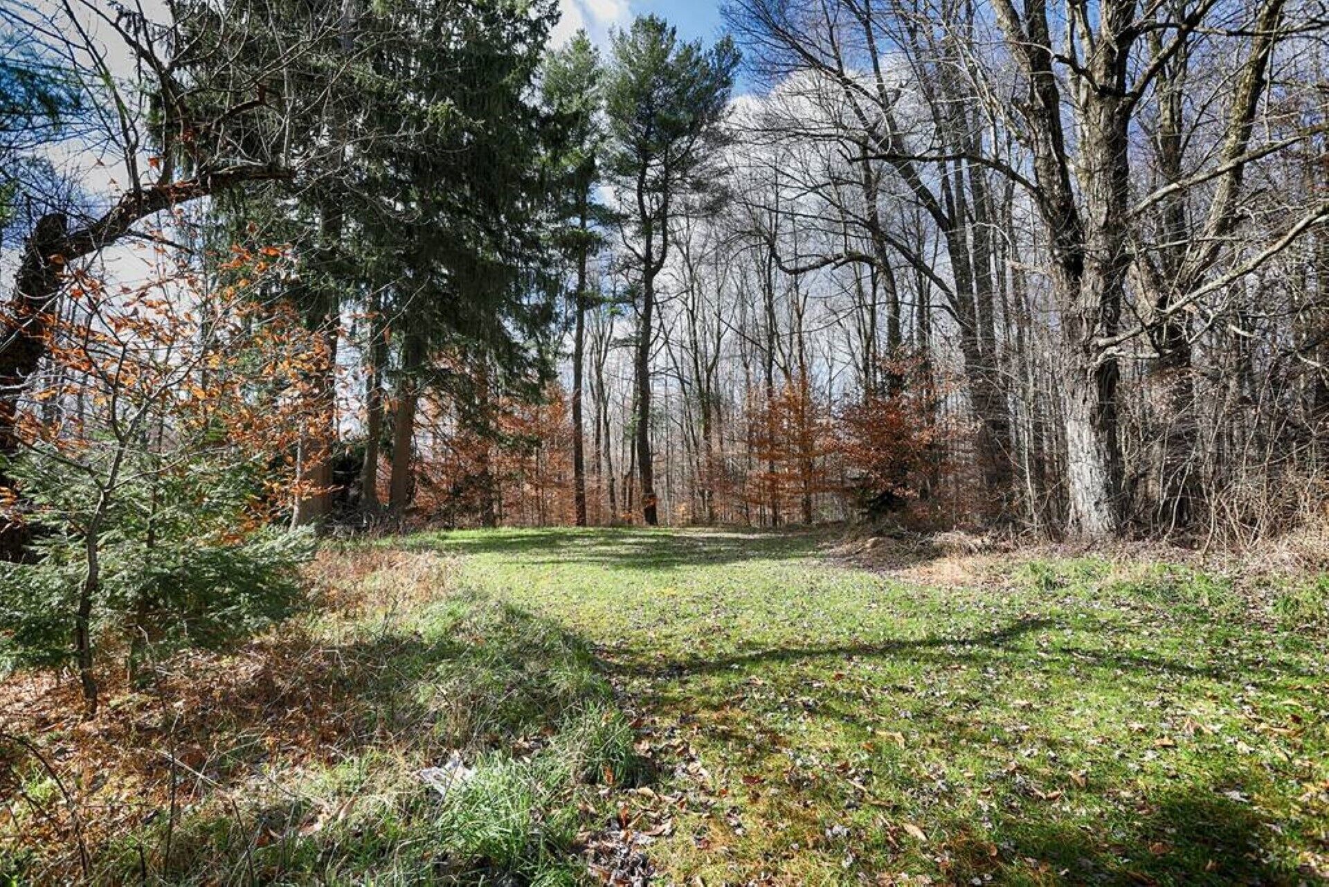 A forested area with a grassy clearing.