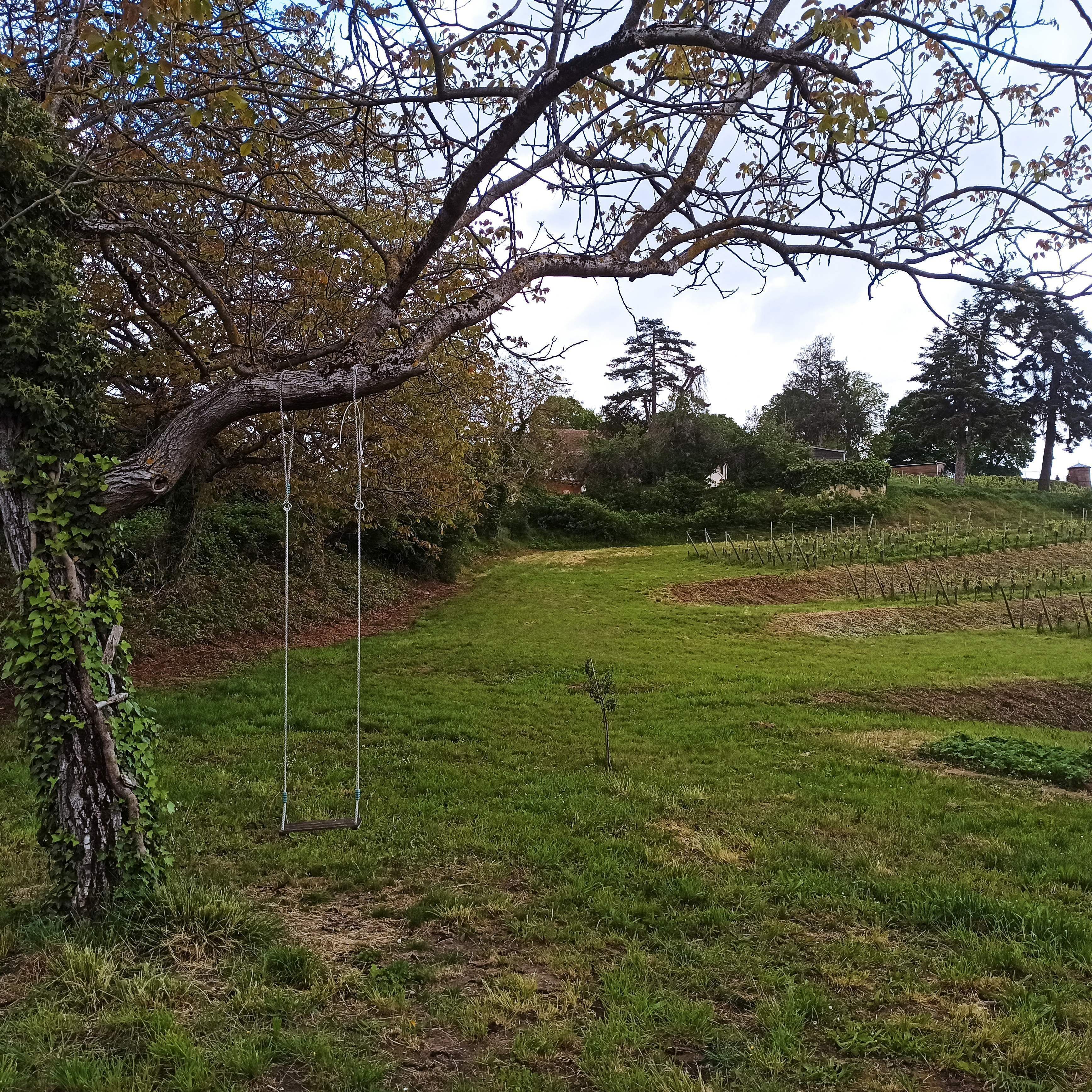 Un'area erbosa con un albero e un'altalena.