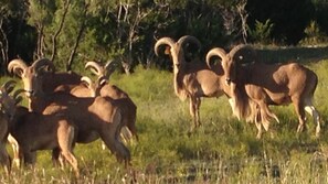Exterior - A luxury hunting lodge (Merkel)