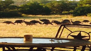 Balcony - A luxury hunting lodge (Merkel)