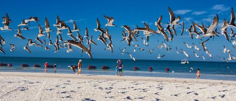 Beach nearby, sun loungers, beach towels