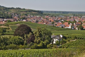Un vignoble avec des rangées de vignes et une ville en arrière-plan.