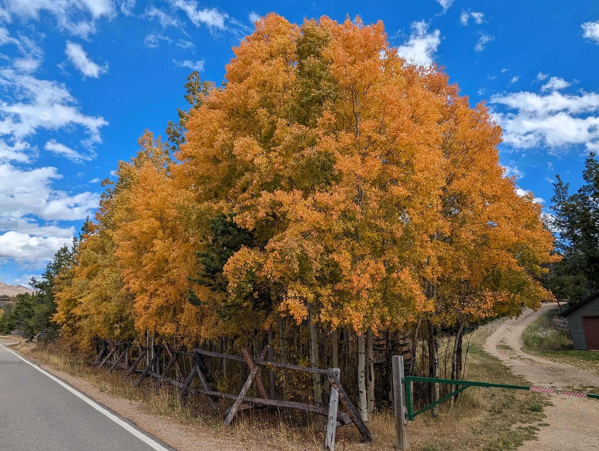 Un gran árbol con follaje otoñal al lado de una carretera.