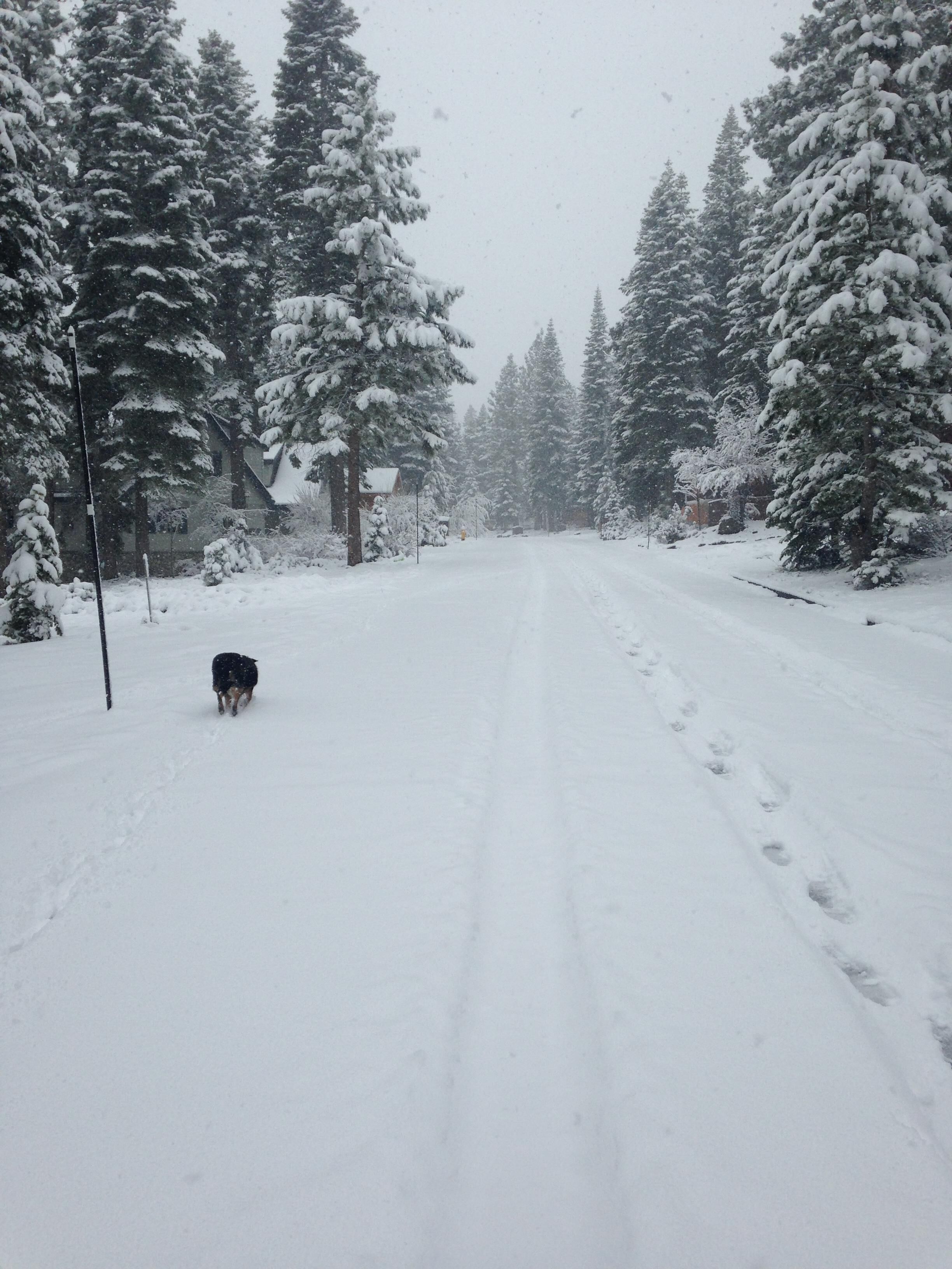 A snow-covered road flanked by evergreen trees.