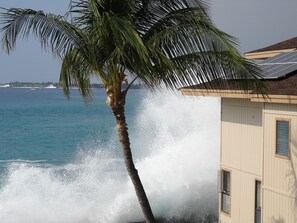 Property grounds - Spectacular Condo: 1 or 2 bedroom - 2 bath Oceanfront (Kailua-Kona)