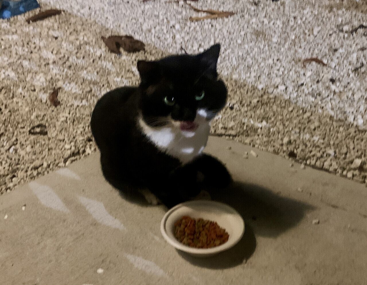 `DUKEY`, aka The Duke of West Bay. One of our outdoor cats.