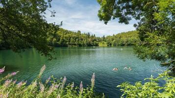 A lake surrounded by dense greenery and trees.