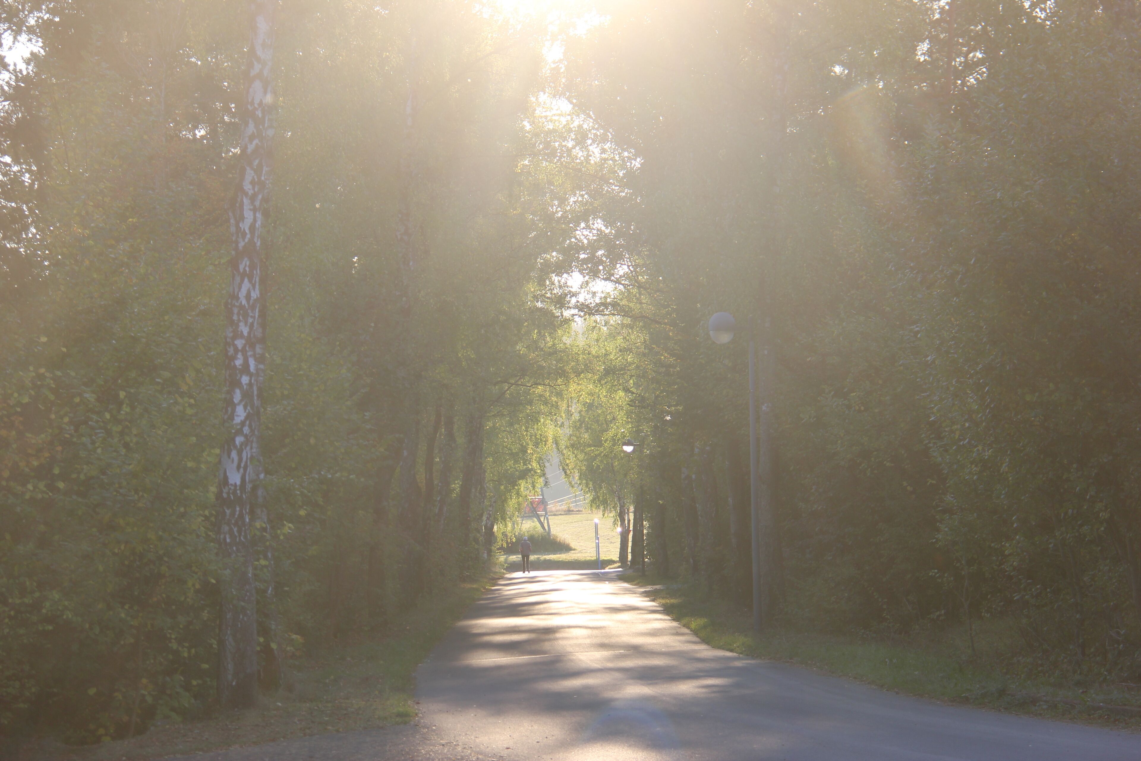 Una carretera bordeada de árboles, con la luz del sol filtrándose entre las ramas.