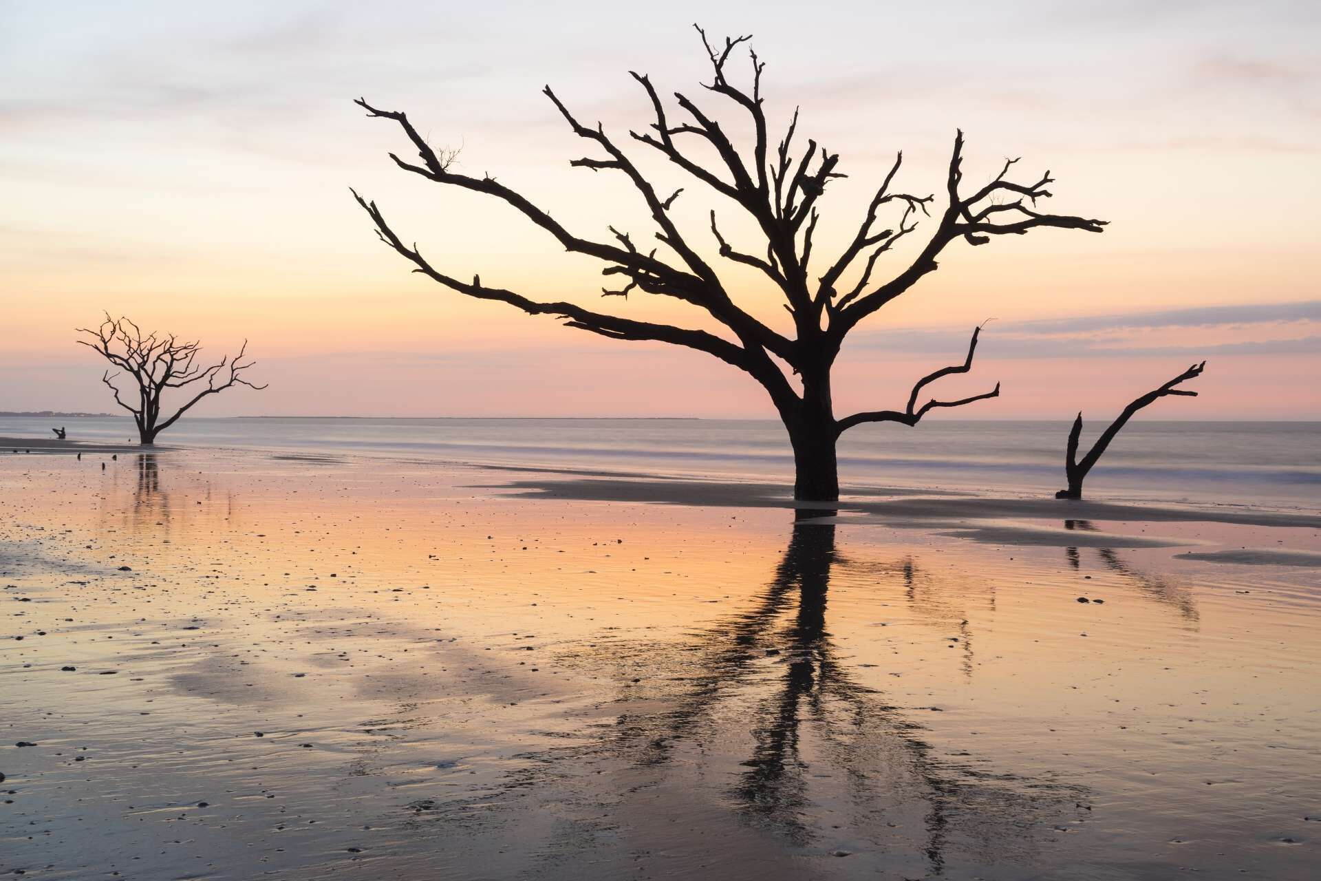 Un arbre se dressant dans une eau peu profonde, avec une mer calme en arrière-plan.