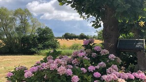 A garden with pink hydrangea bushes, a tree, and a field in the background.