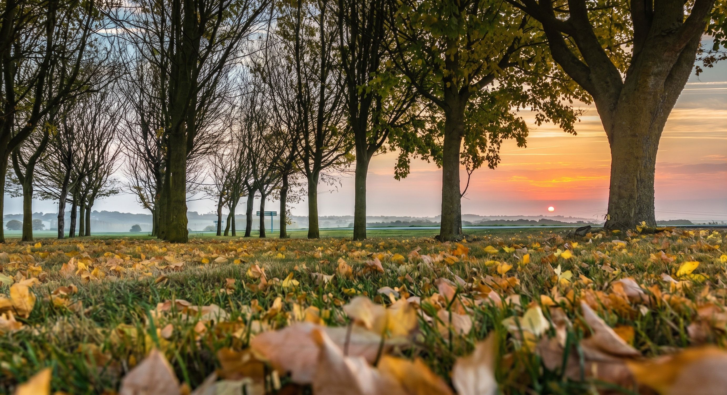 Un champ avec des arbres et un coucher de soleil en arrière-plan.