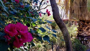 A garden with a tree and a thatched structure.