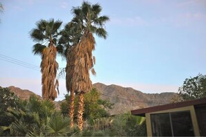 Una palmera y un edificio con una ventana.