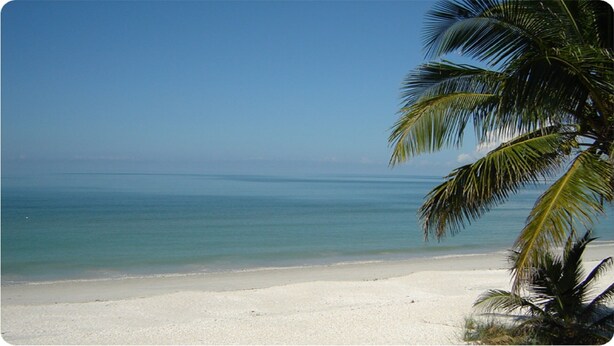 Een strand met helderblauw water en een palmboom.