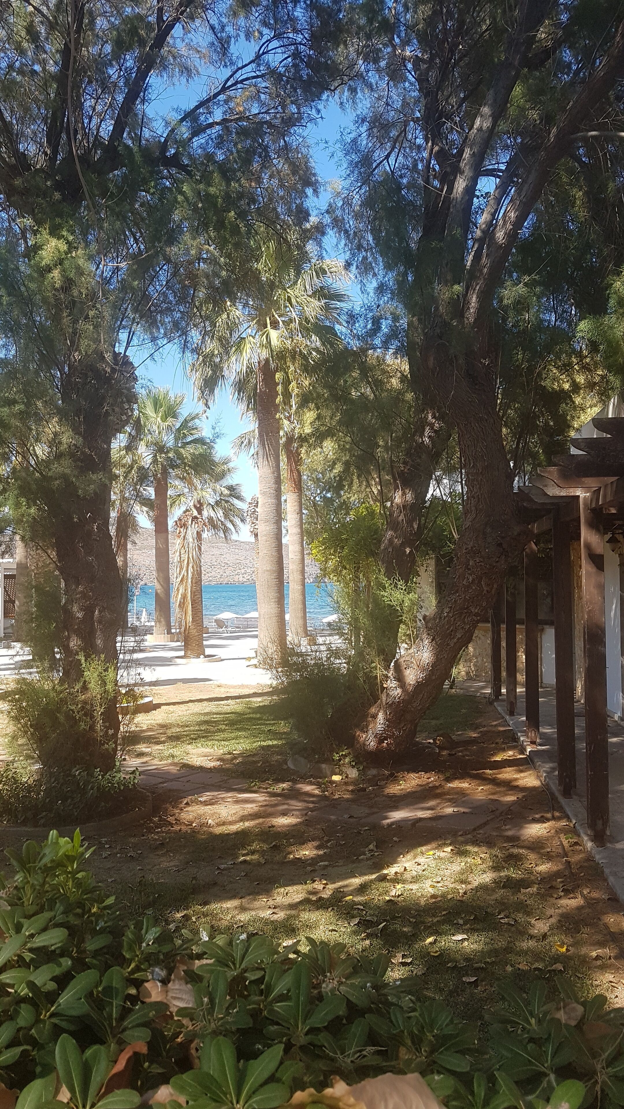 A pathway lined with trees leading to a beach area with umbrellas.