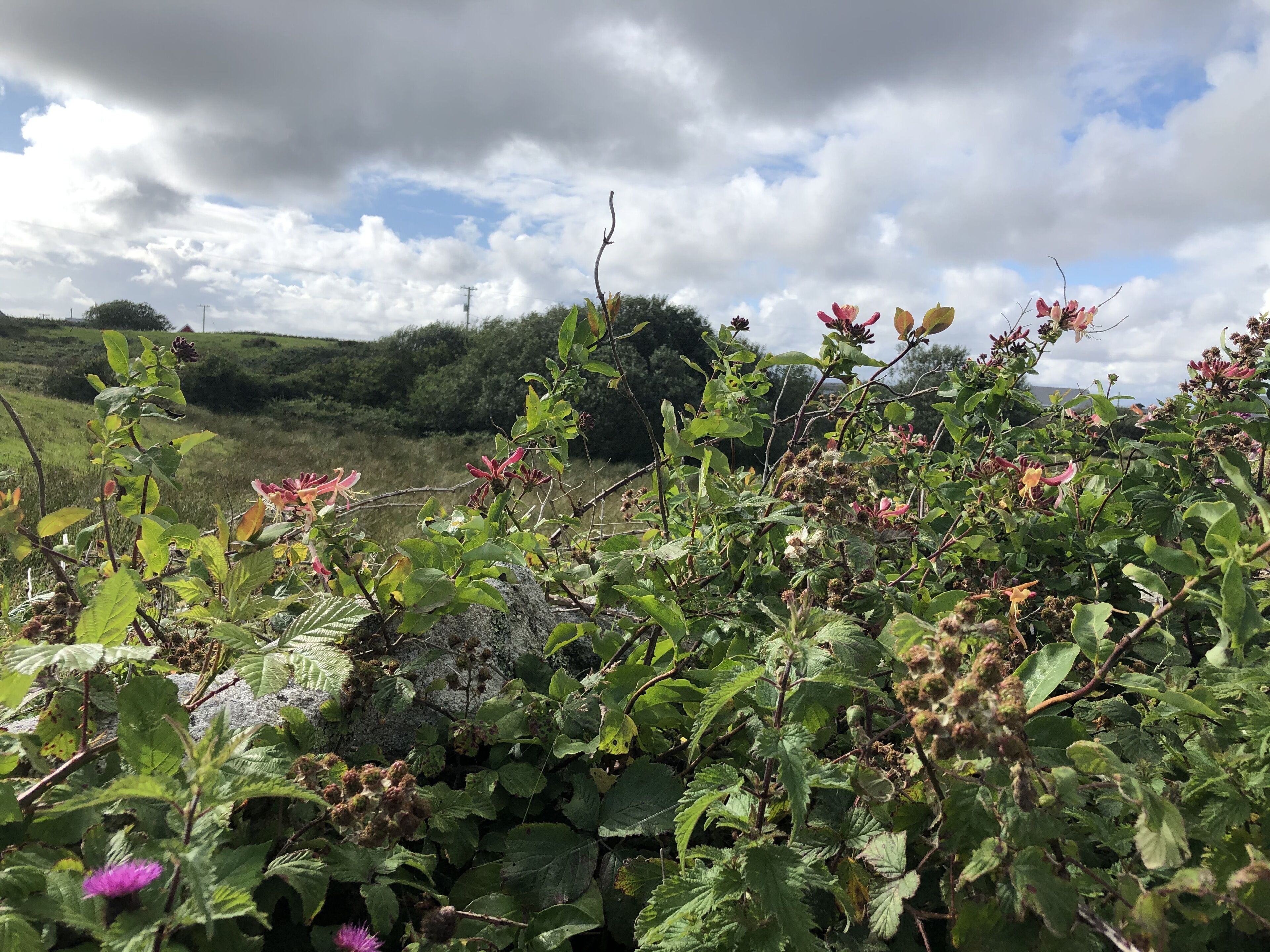 Un paysage naturel où abondent diverses plantes et fleurs, notamment des variétés aux couleurs rose et violet, avec en arrière-plan des collines sous un ciel partiellement nuageux.