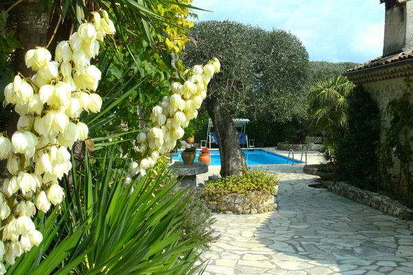 Yuccas flowering everywhere