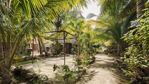 Un jardí tropical amb palmeres, un camí de pedra i una cabana rústica.