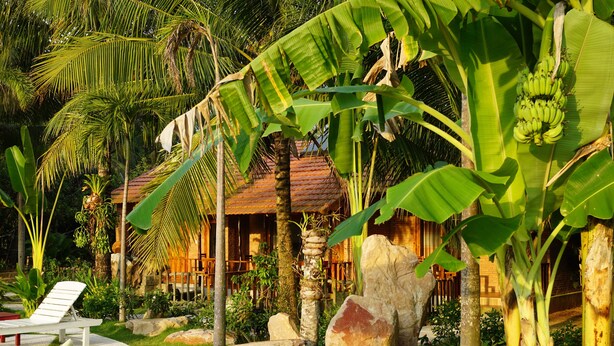 Un resort tropical con senderos de piedra, sillas de descanso y palmeras bananeras.