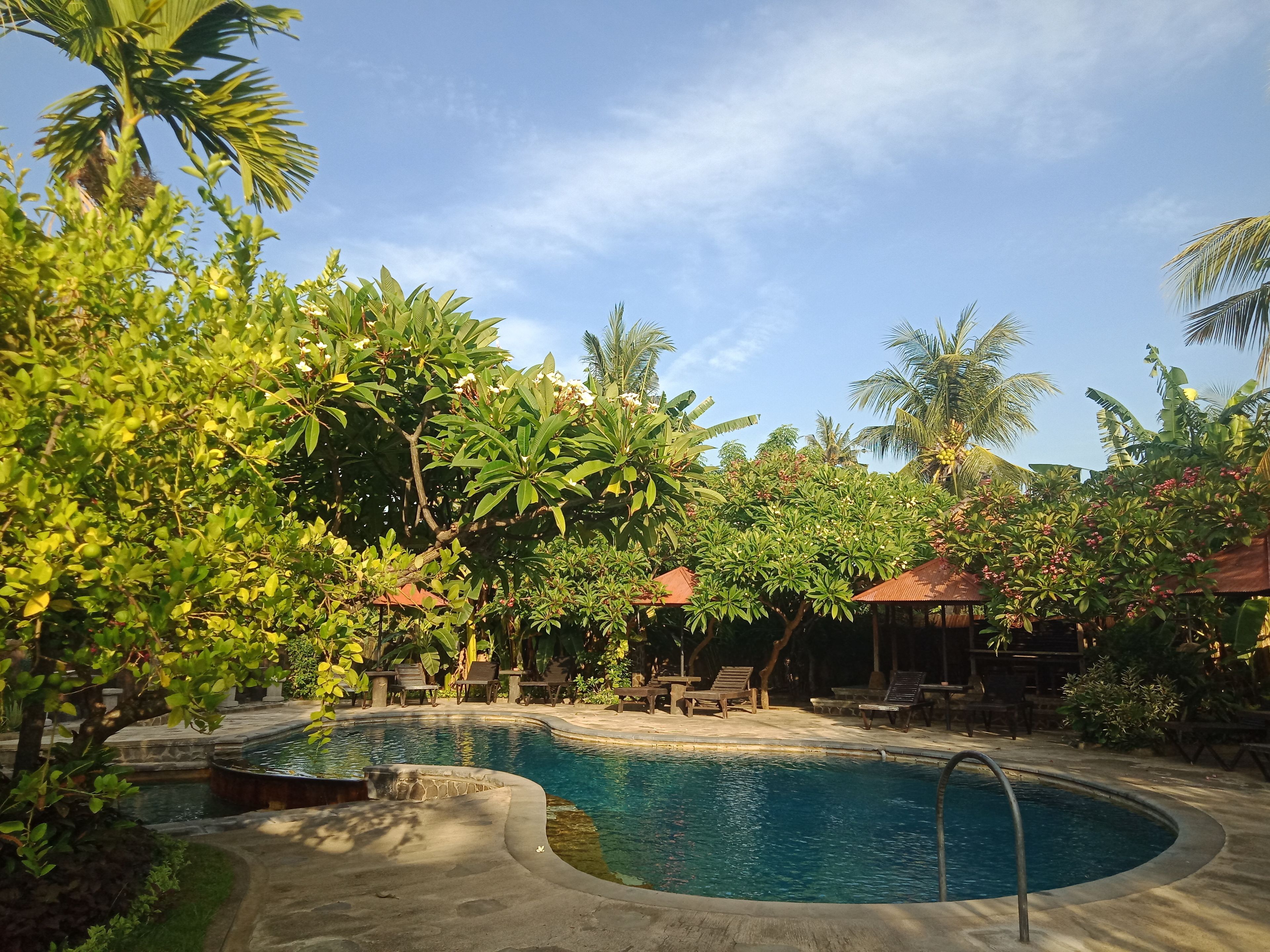 A pool surrounded by lush greenery and palm trees, with lounge chairs and umbrellas.