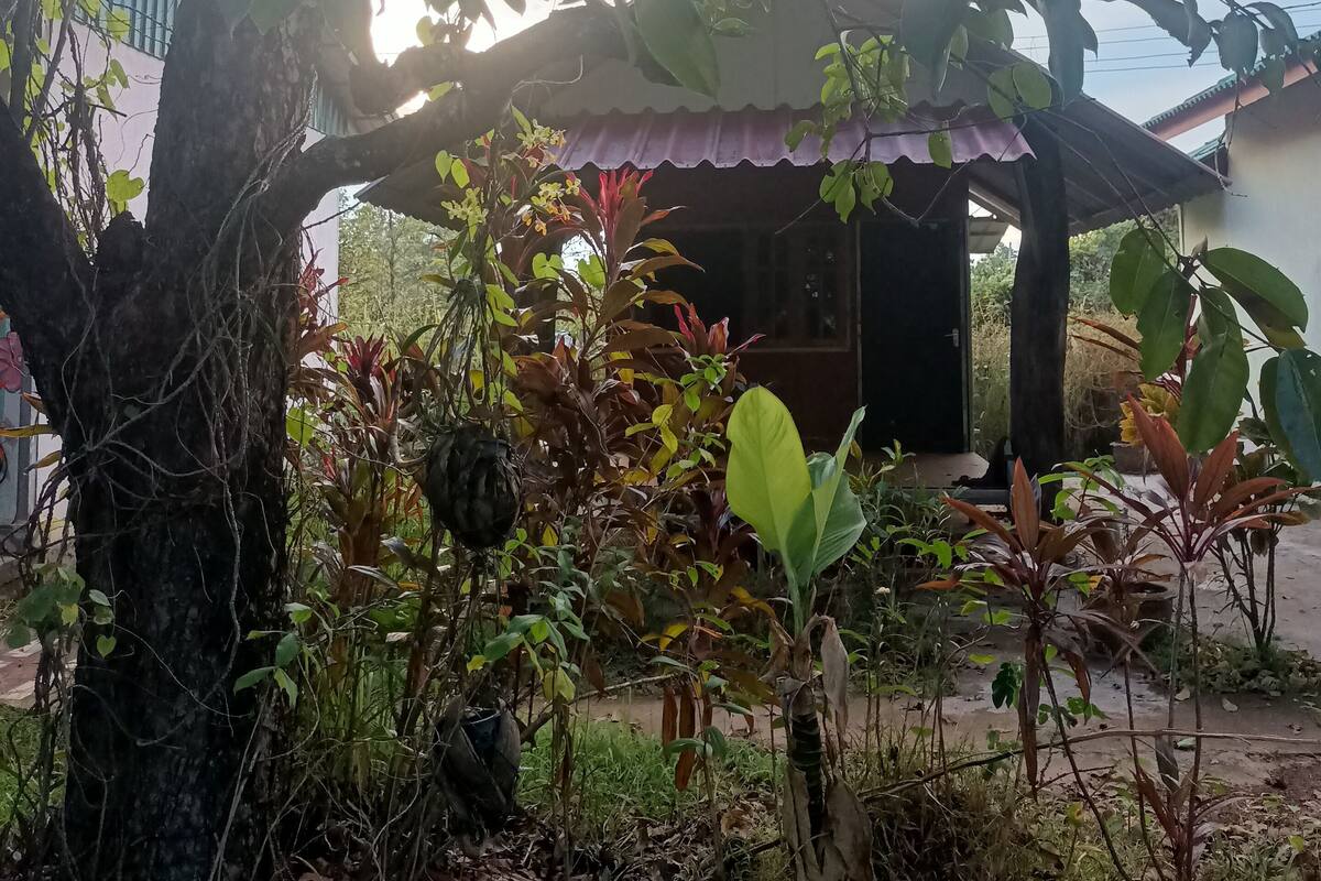 A covered outdoor area with a tree, various plants, and a building in the background.