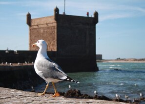 Un goéland est perché sur une surface de pierre, près d’une grande structure en pierre située au bord de l’eau.