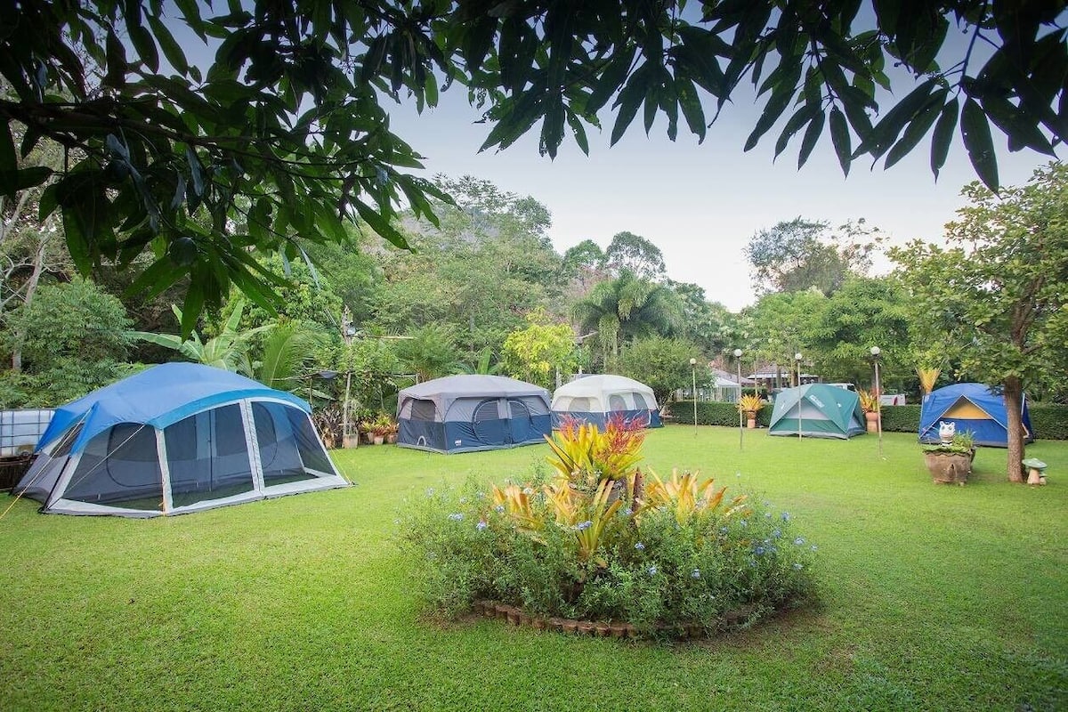 A campsite with multiple tents set up on a grassy area surrounded by trees and plants.