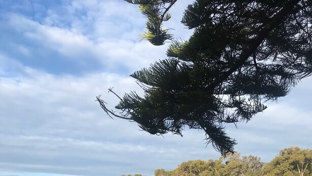 A beach with a person walking on the sand, trees, and a cliff in the background.