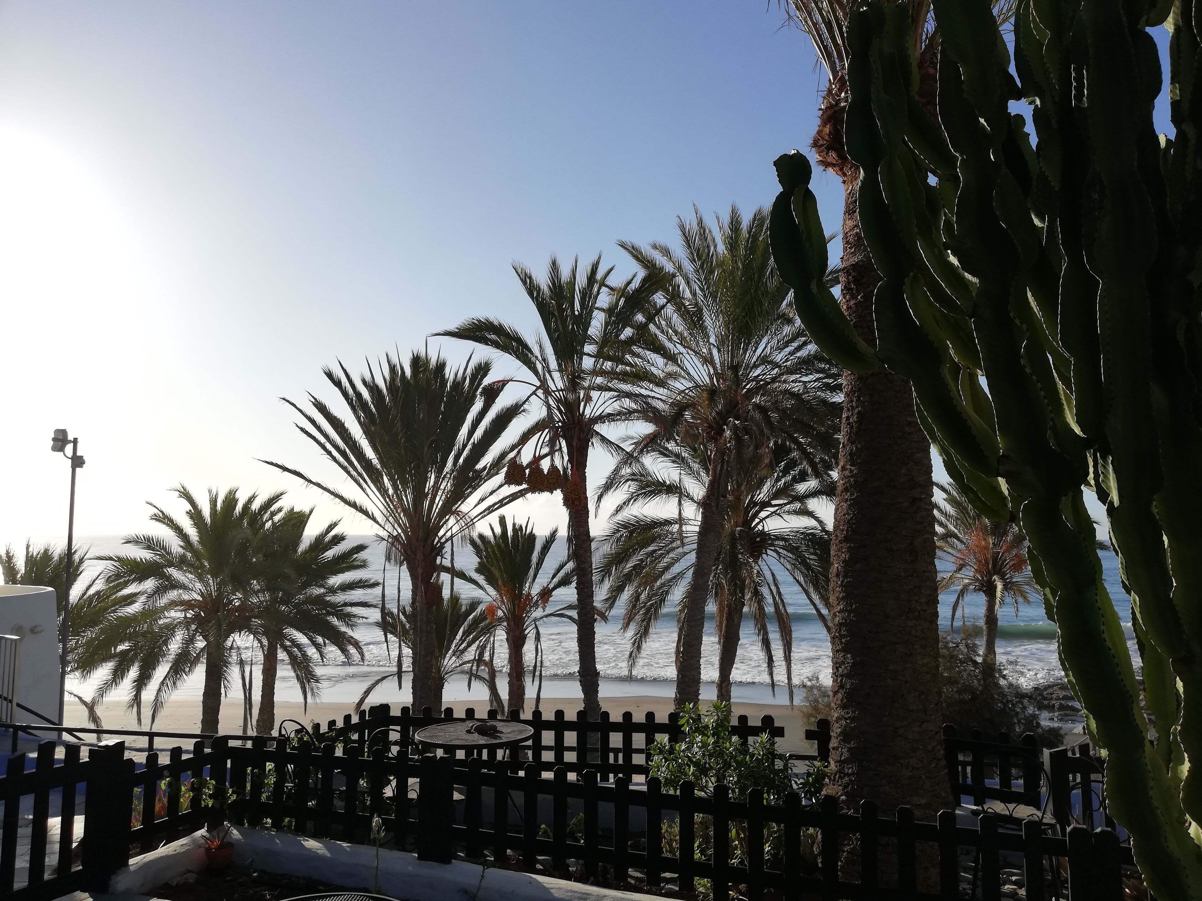 Vista de playa con palmeras y un cactus al frente.