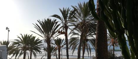 Vista de playa con palmeras y un cactus al frente.