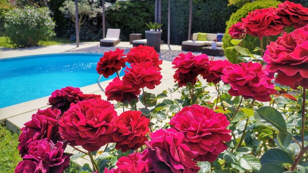 A pool area with red roses in the foreground, a pergola, and outdoor seating. - Charming house surrounded by vineyards  (Rochefort-du-Gard)
