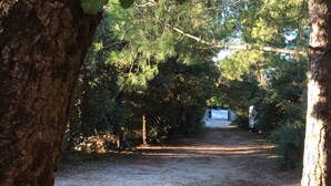 A gravel path leading through a wooded area with trees and shrubs.