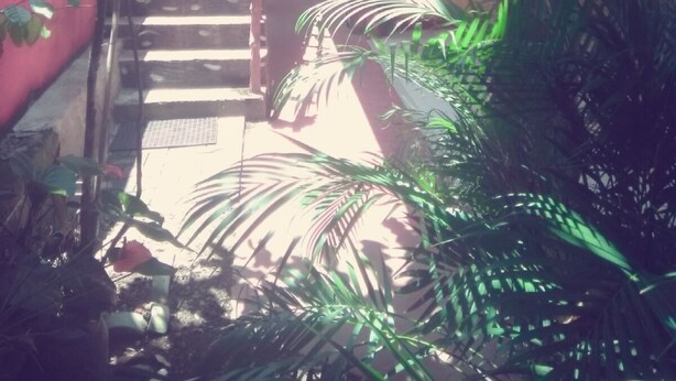 A staircase leading to a door, surrounded by lush greenery and a red wall.