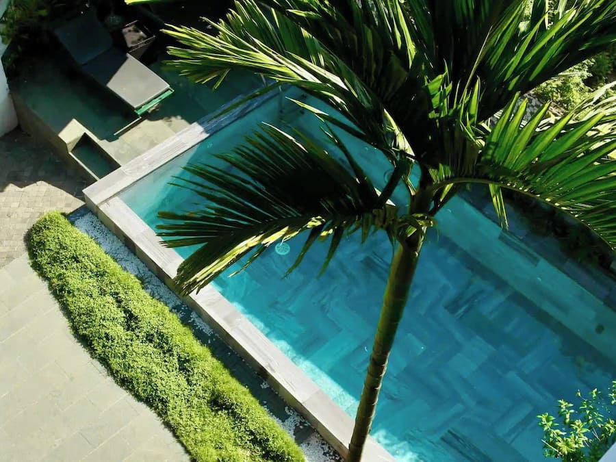 Una piscina con una palmera y un seto.