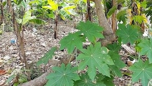 A tree with broad leaves and a visible trunk. - Marantha Close (Montego Bay)