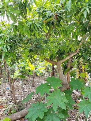 Jardines del alojamiento