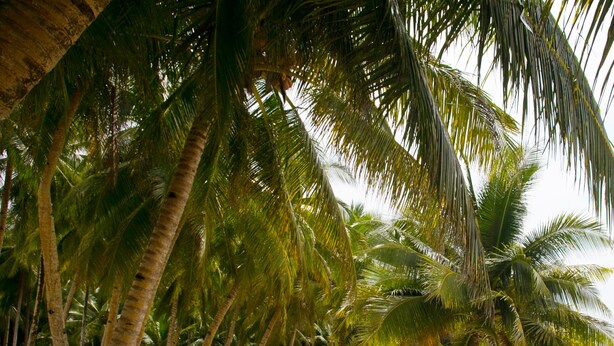 A beach with palm trees and a clear view of the ocean. - Gana Siargao Island Resort (General Luna)