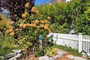 Stroll through a serene garden surrounded by lush greenery and a variety of plants.