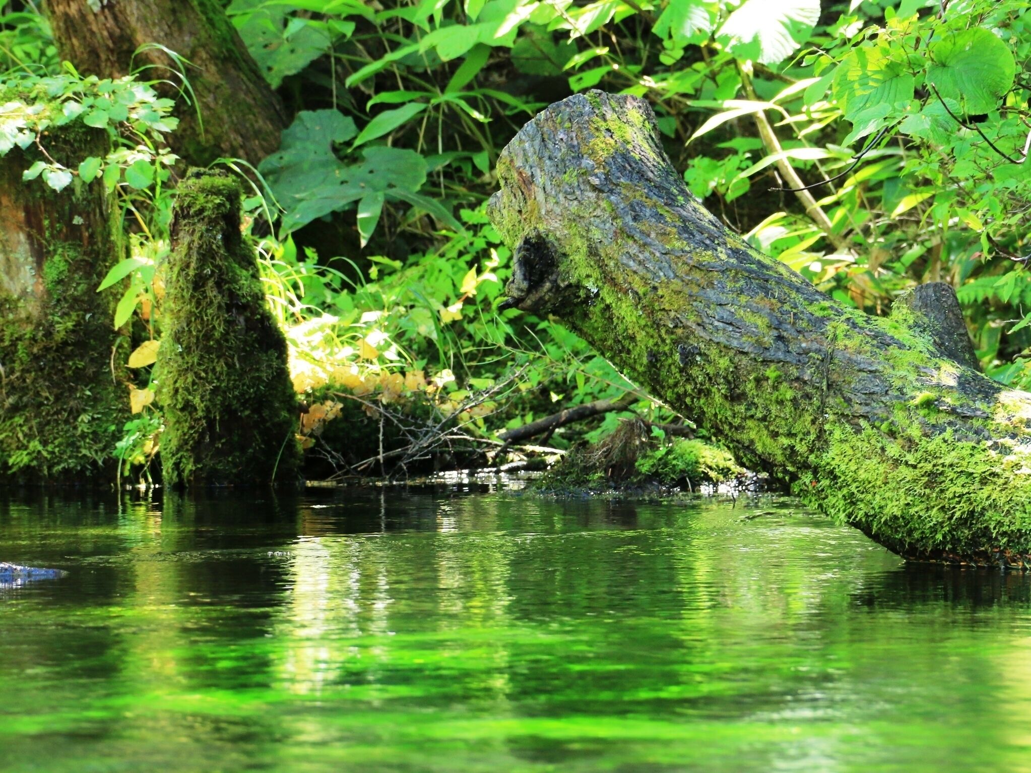 A natural scene with a moss-covered log in water, surrounded by greenery.