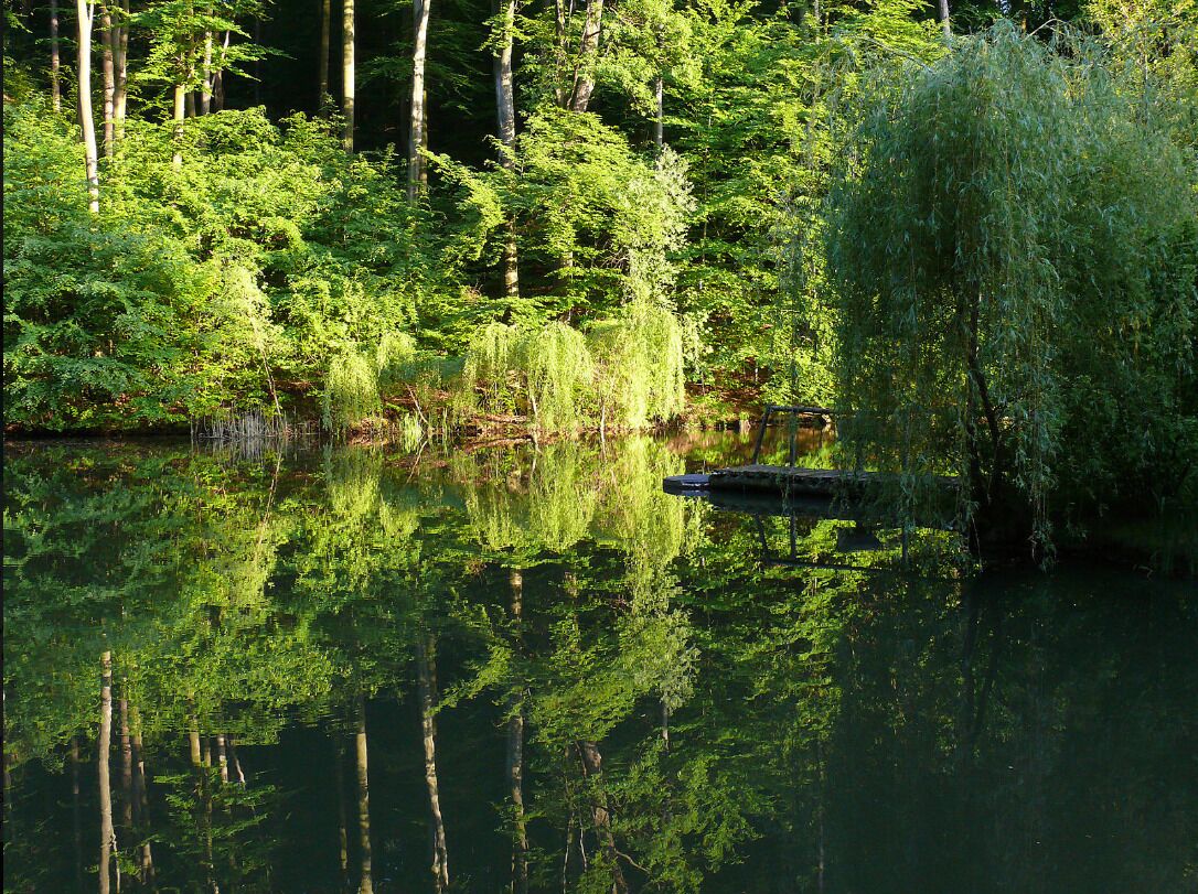 A serene forested area with a calm lake reflecting trees and a dock.