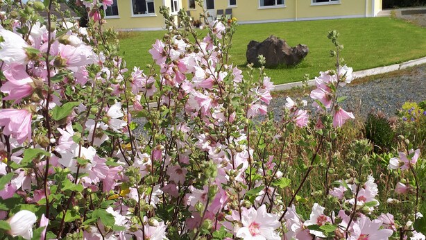 A yellow house with a sloped roof and multiple windows, surrounded by a well-maintained lawn and a rock feature. - Tullaleagan Guesthouse (Oughterard)