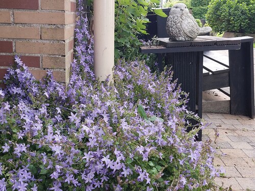 AMSTERDAM COUNTRY AREA 15 MINUTES FROM CENTER APARTMENT ON THE GROUND FLOOR