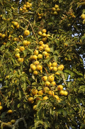A tree with numerous yellow fruits and dense green foliage. - L'attrape coeurs (Mantilly)