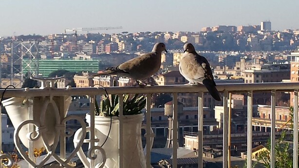 Two birds on a balcony with a cityscape in the background. - Trastevere 2 (Rome)